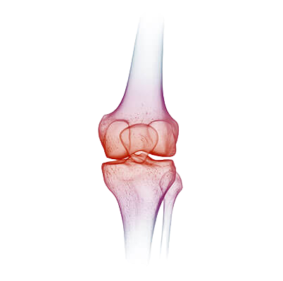 Illustration anatomique d'un genou, vue de face